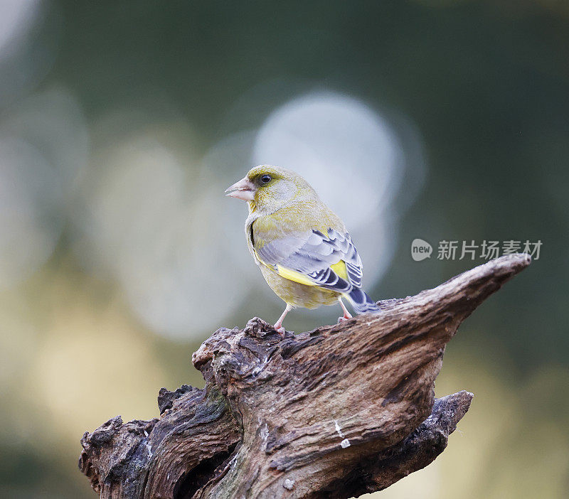 欧洲绿翅雀(Chloris Chloris)雄性